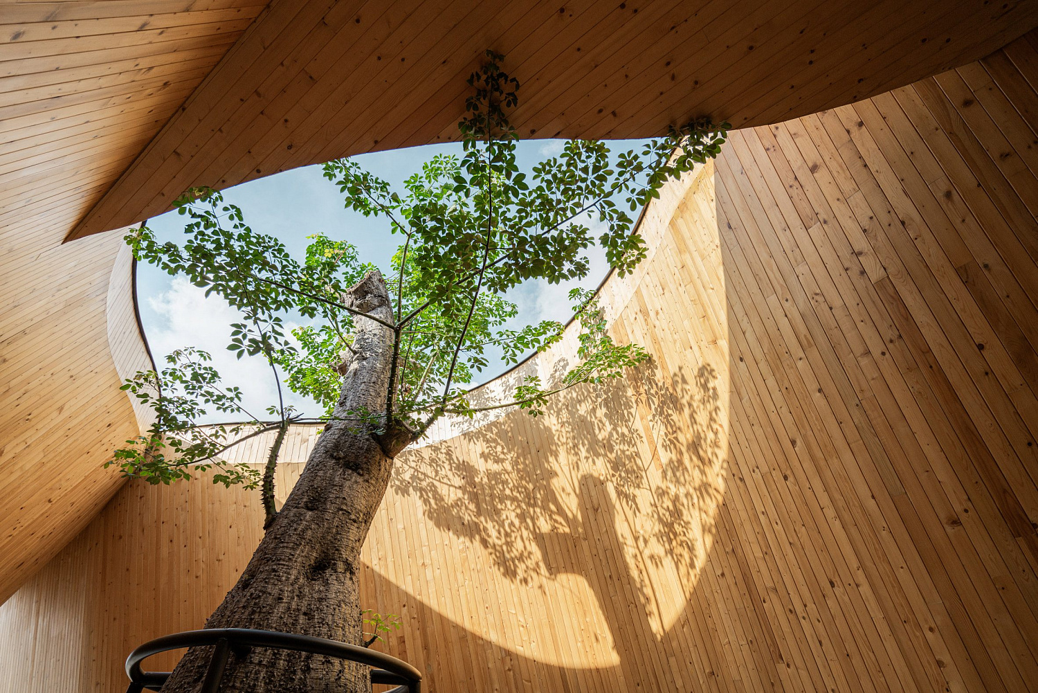 Дерево баобаб растёт в изогнутом кафе в Таиланде от IDIN Architects